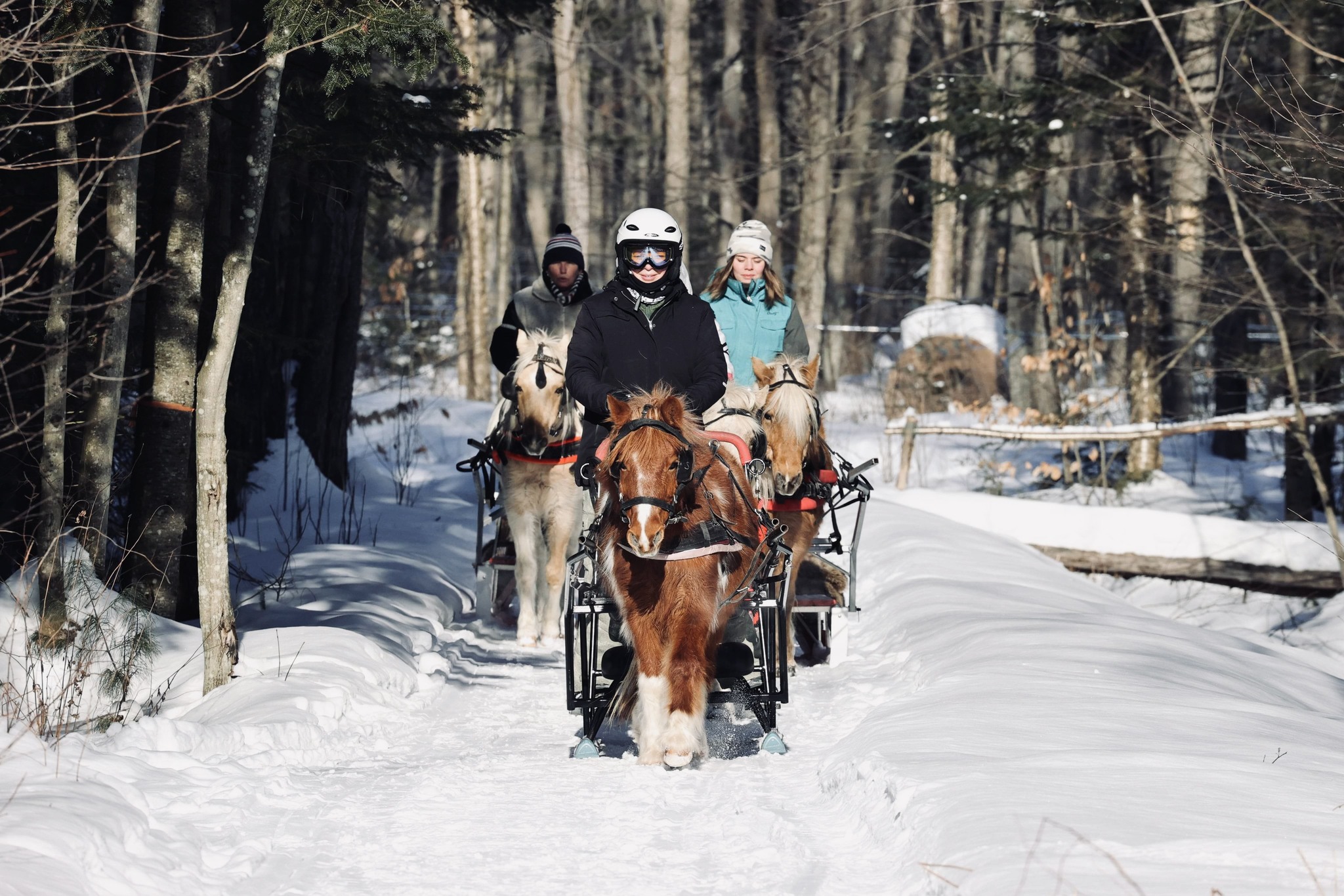 Poney des neiges